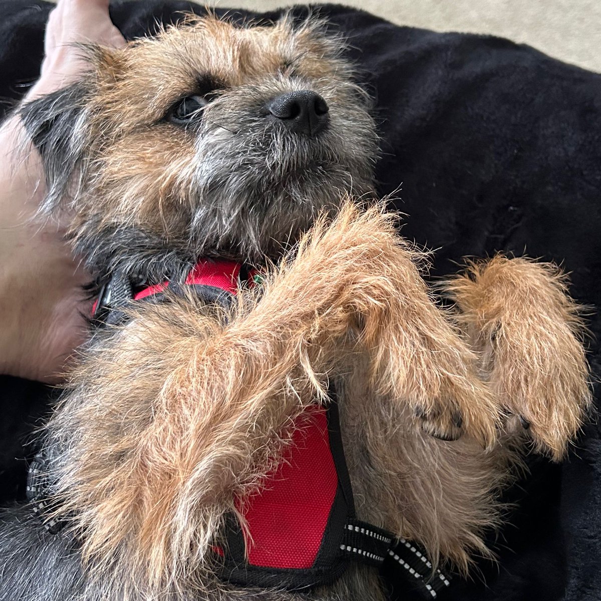 missscoutthedog's tweet photo. Happy 1st birthday.
#borderterrierposts #btposse #borderterriersarethebest #borderterrierlove #borderterrierofinsta  #borderterrierpuppies #borderterrierpuppy #borderterrierlovers #borderterrierlover #borderterrierswithattitude  #bt  #btposseofinstagram #borderterrier https://t.co/p1Sa1XOAn2