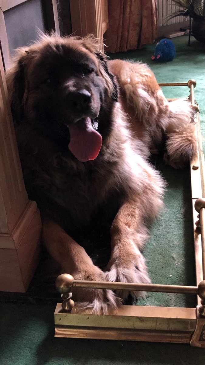 fmldogtraining's tweet photo. After a training session where better to relax than in front of the fire - or in this case, in the fireplace… 
1:2:1 Dog Trainer🐕‍🦺-Puppy Training &amp; Classes 🐶-Home Visits 🏠-North London - call Paul on 07831 562009 to see how I may be able to help you…🐾 https://t.co/WLo0kIsQUe