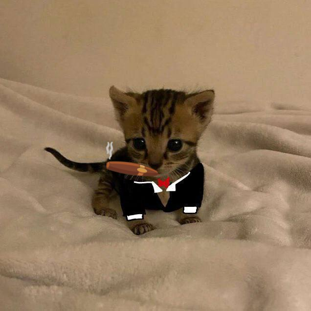 traderkendo's tweet photo. @Crouserrr here you are G - $bobby https://t.co/meklPplVCS