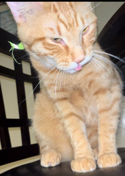 Gorts https://t.co/xjQ05CGJ1b<a href="/tag/nsfw"class="tags"><span>#nsfw</span></a>