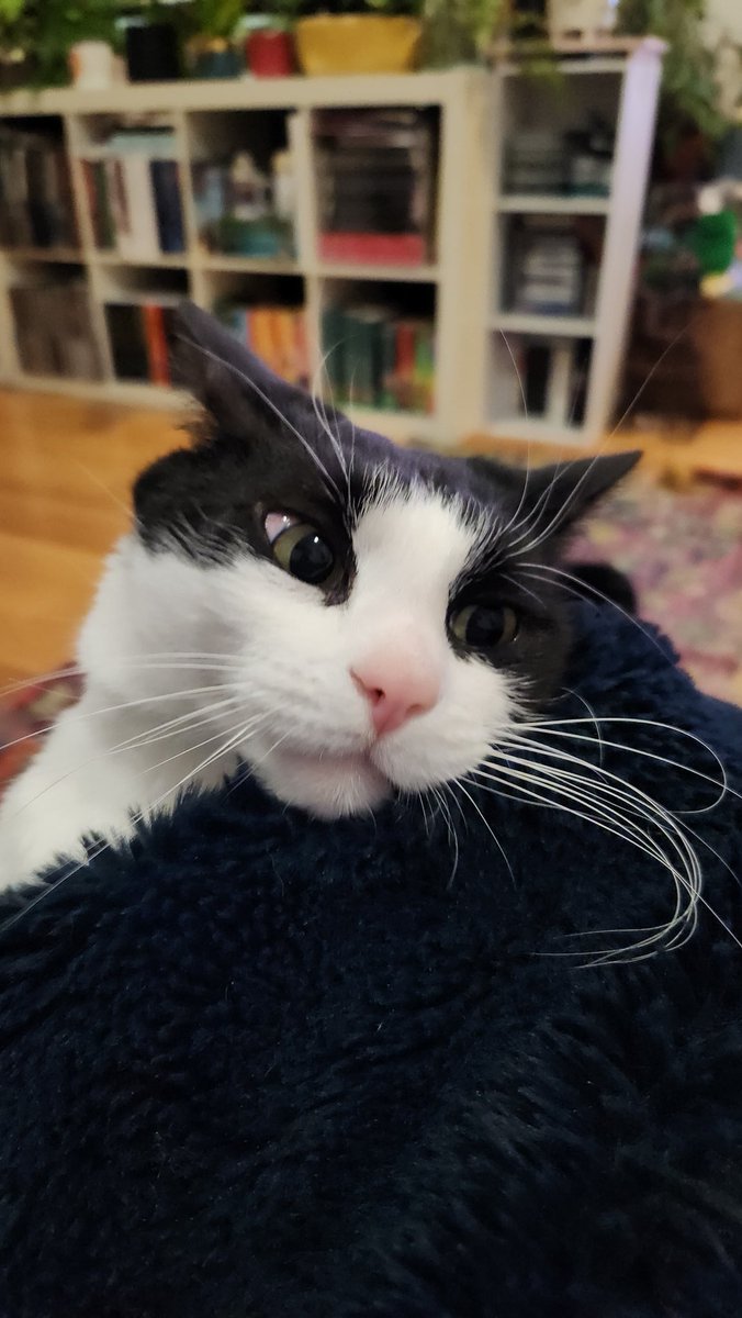 MiaReadsBooks's tweet photo. Felix's face when I woke him up yelling at the tv just now celebrating Cav's 35th win ...
#tourcat #sbtdf https://t.co/w7k8oIJ0pb