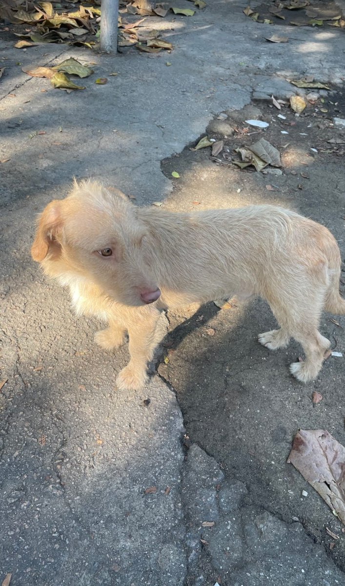 DOGUINHO PERDIDO! 🐕

Nesta quarta-feira, um cachorrinho filhote macho aparece perdido na Avenida Nelson Cardoso, próximo ao Memorial da #Taquara. 

Ele é dócil, está bem cuidado e parece ter dono. Se alguém souber quem é o dono dele, por favor, pedir para ir buscá-lo no local.