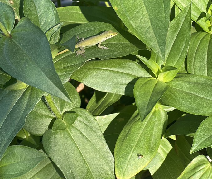 garden dump https://t.co/BJZzQAwDbJ