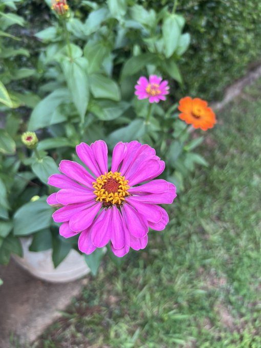 garden dump https://t.co/BJZzQAwDbJ