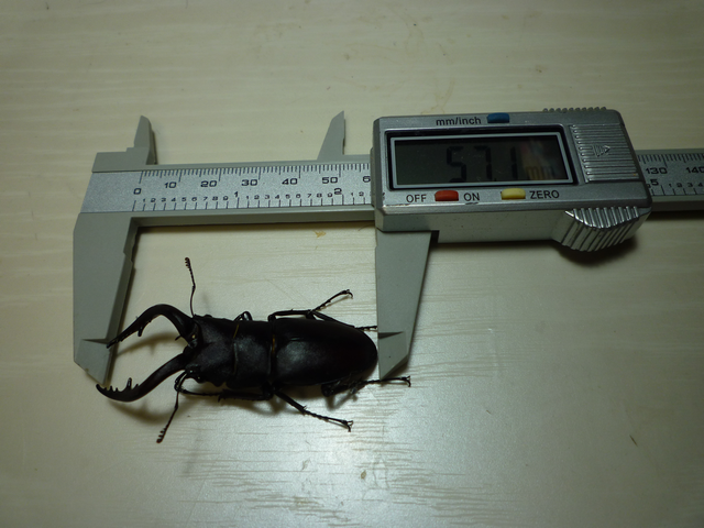 studio773koubou's tweet photo. 【今日のカブトムシとゆかいな仲間たち[2024]】
さて今年もこの時期になりました。記念すべき第一号の来訪者はノコギリクワガタのペアになります。
越冬できないタイプのクワガタなので今年生まれた子になります。撮影後は裏の林に光の速度でお帰り頂きました。 https://t.co/MRoKYl9W4Y