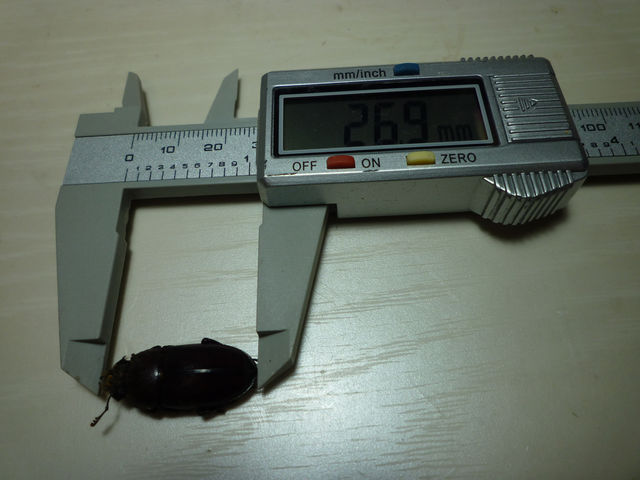 studio773koubou's tweet photo. 【今日のカブトムシとゆかいな仲間たち[2024]】
さて今年もこの時期になりました。記念すべき第一号の来訪者はノコギリクワガタのペアになります。
越冬できないタイプのクワガタなので今年生まれた子になります。撮影後は裏の林に光の速度でお帰り頂きました。 https://t.co/MRoKYl9W4Y
