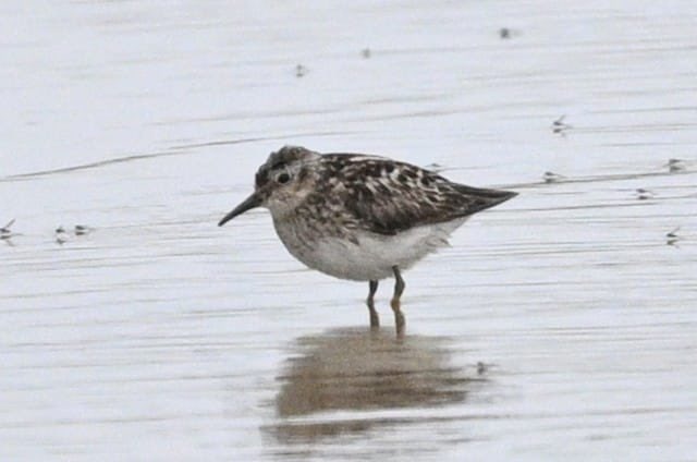 Spurn Bird Observatory tweet media