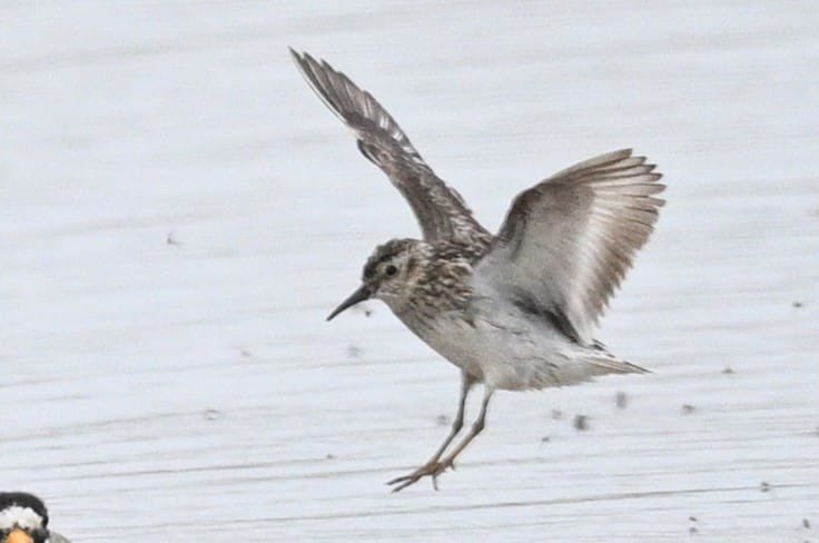 The 2nd LEAST SANDPIPER for Spurn is currently on Kilnsea Wetlands from the hide

#Spurnbirds 
<a href="/RareBirdAlertUK/">RareBirdAlertUK</a> 

📸 T Willoughby