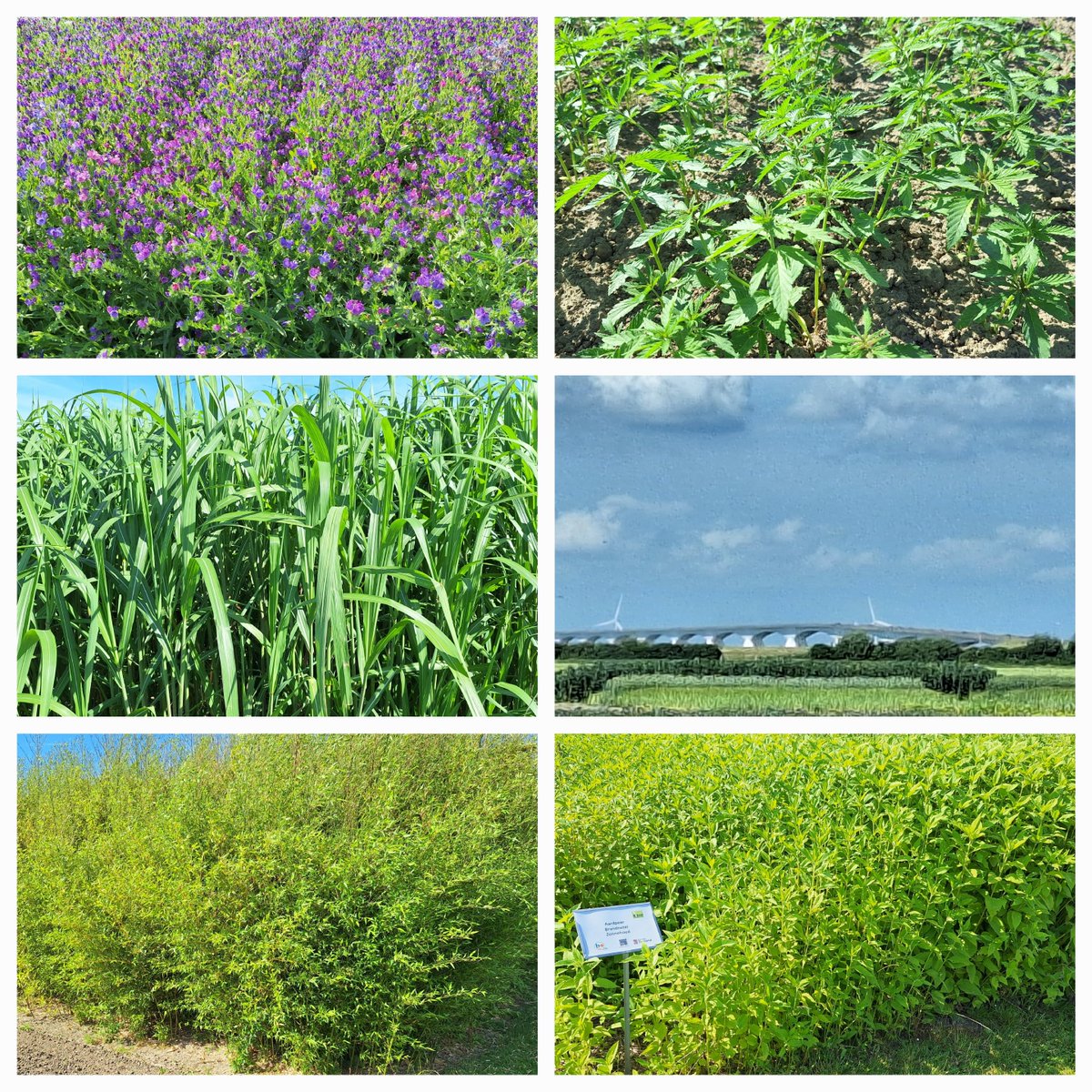 Morgen bent u welkom op de #biobasedversnellingsdag   op <a href="/Proefboerderij/">Rusthoeve</a> vanaf 12 uur inloop om 13 uur starten de inleidingen met nieuwe afzetmogelijkheden in papier, textiel en de bouw. <a href="/WUR/">Wageningen U&R</a> <a href="/boakkerbouw/">BO Akkerbouw</a> <a href="/provzeeland/">Provincie Zeeland</a> #miscanthus @AndreasvonAmeln <a href="/CradleCrops/">Cradle Crops</a> <a href="/ptroei/">Peter Oei</a>