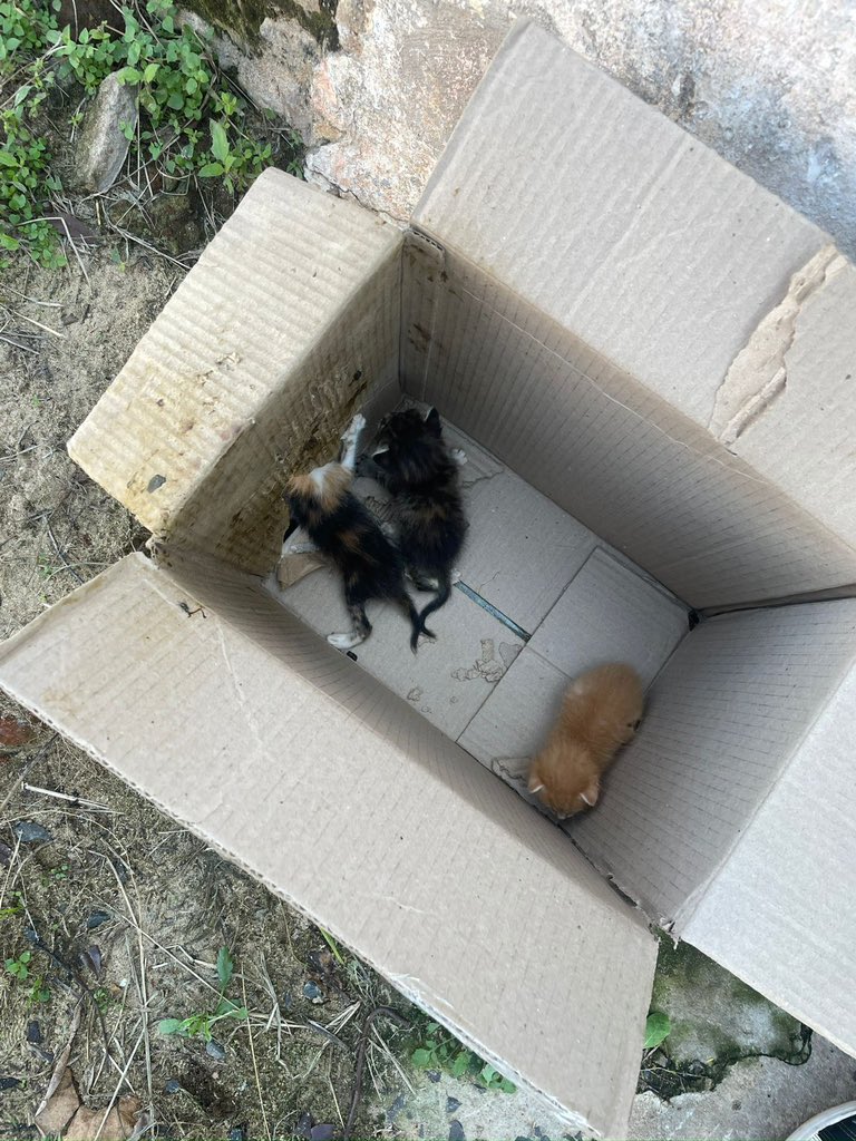 Hola! A la vuelta de mi ofi dejaron estos 3 michis tikis. 
Ayuda porfa, esta cuadra no es muy amigable con los michis y hay muchos perros por la zona. 

Les tenemos ahora en la ofi mientras podamos 😭 RT PORFA!