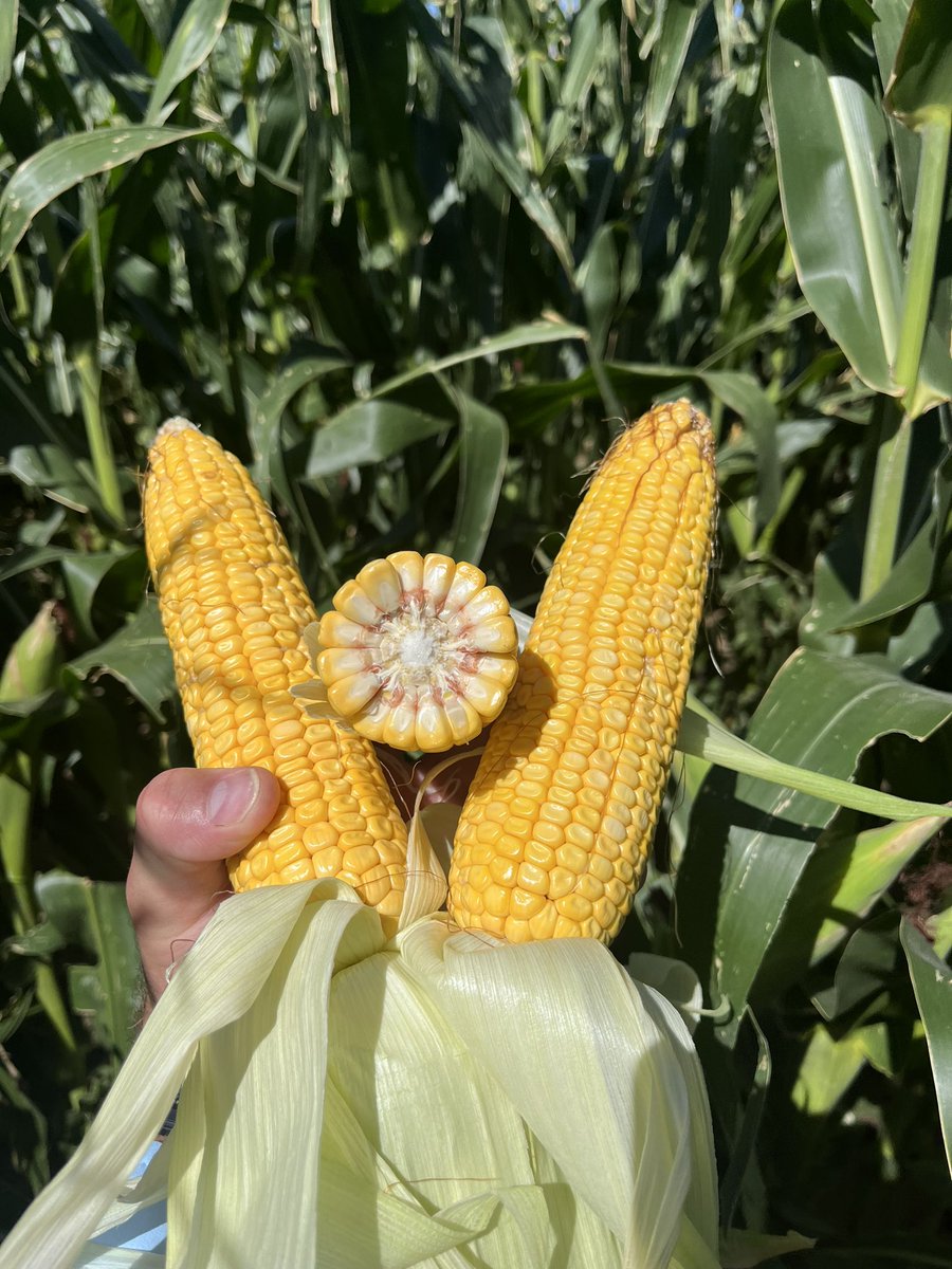 DamonFerguson1's tweet photo. Inegra 6244PCE looking like #cowchow in Snyder tx. About 10 days out from chopping. @WilburEllisAg https://t.co/1aBDLxUXKb