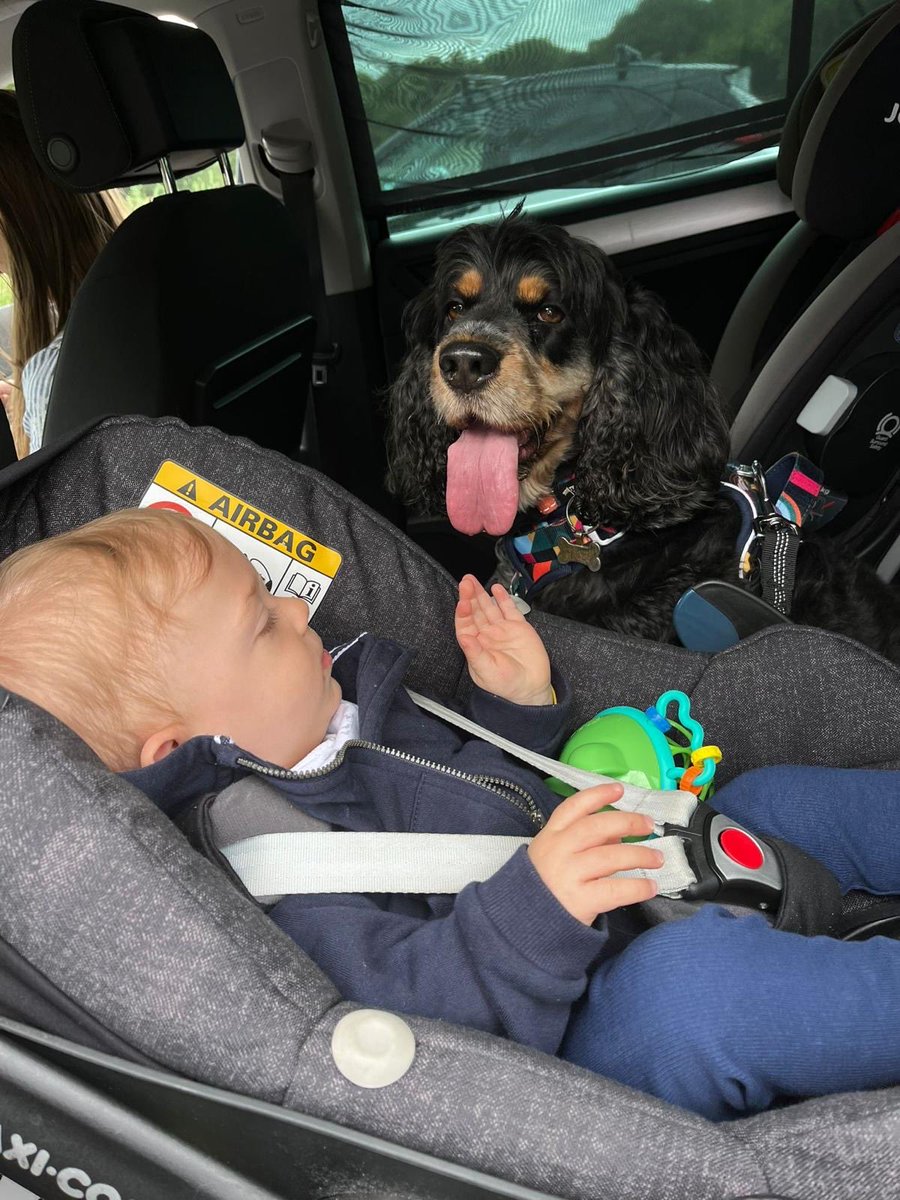 My Grandson about to test the theory that a Spaniels tongue is longer than its head. Nb no Rubys were hurt in this experiment! 😎🐶