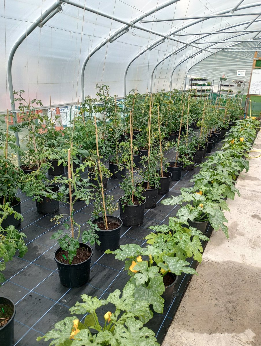 InverclydeCommunityFoodNetwork (@icfnetwork) on Twitter photo Big SHOUT OUT to all the volunteers <a href="/AdminParklea/">Parklea Branching Out</a>. 🍅 and courgette plants are growing fast with all the nurturing they receive... Big SHOUT OUT to all the volunteers <a href="/AdminParklea/">Parklea Branching Out</a>. 🍅 and courgette plants are growing fast with all the nurturing they receive...