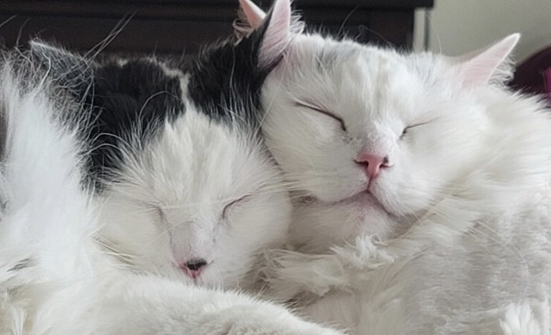 sweet dreams ❤️ #sisters #cats #snoozing #pillowheads #CatsOfTwitter  #CatsOfX  #dreamingoftuna