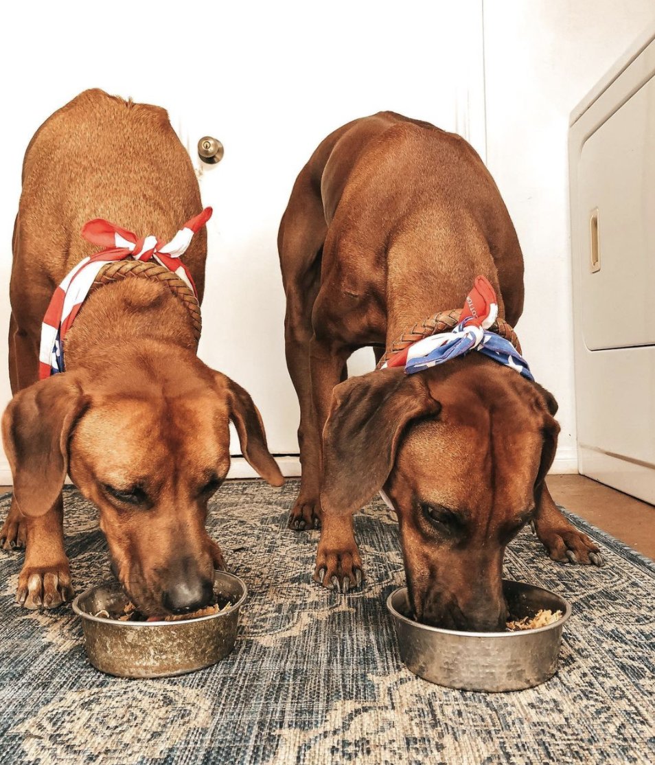 naturesselect's tweet image. Let's see those #PatrioticPups 🇺🇸

American dogs love eating #NaturesSelect because the pet food is 100% made in USA with local safe ingredients! NaturesSelectShop.com