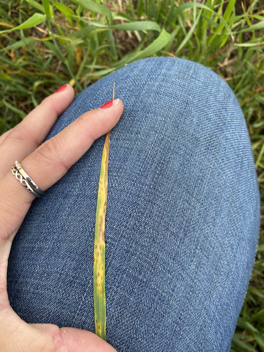 scouting in a cereal field today, saw a few plants with awns just poking out! 

check your crops, we will be at head timing for fungicide applications in cereals sooner then we think! 🌱🌾 reach out to your local Bayer rep for more information on our fungicides! 
#teambayer