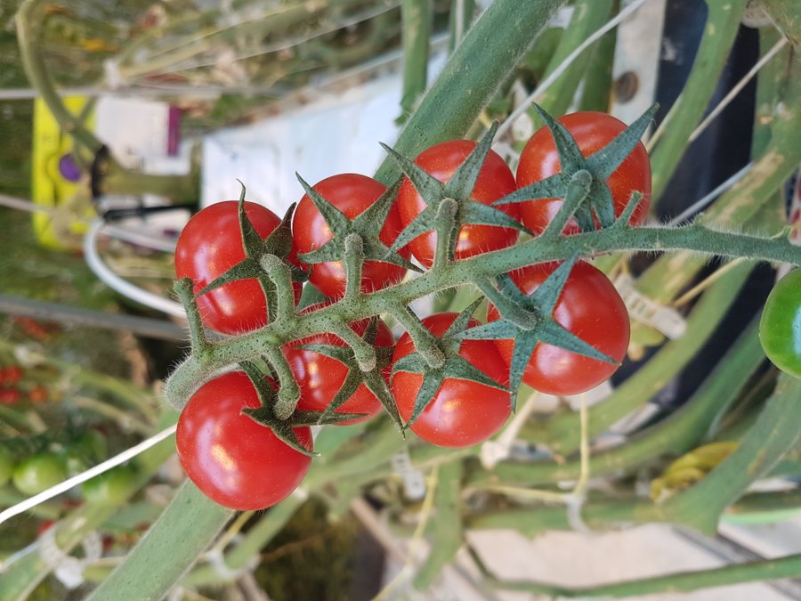 XenTari BT #insecticide is a great Biofungicide option for resistance management and to control tough insects like tomato looper in greenhouse vegetables.   nufarm.com/ca/product/xen…