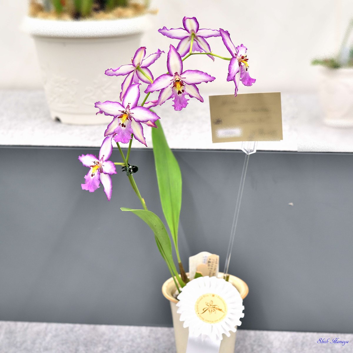 Shoh_Hanaya's tweet photo. Alcra.
 Donald Halliday
  'Smile Eri'

1/2
アリセアラ Aliceara(Alcra.)
#世界らん展2024 #世界らん展 
#Orchids #flowers #orchidshare https://t.co/OlbAJtEhxK