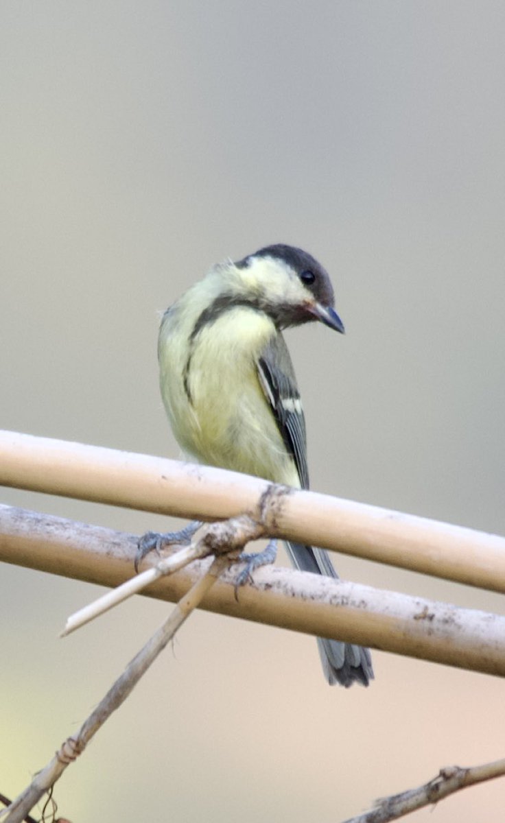 purenbali's tweet photo. Great tit - Parus major - Büyük baştankara (j)
#birdphotography #birdwatching #BirdsSeenIn2024 #BirdsOfX #BirdsNeedOurHelp #nature撮影会 #naturelovers #GardeningX #NaturePhotography #NatureBeauty #NaturePositive #wildlifephotography #nikonphotography #nikonz6ii #hangitür https://t.co/YVpMtvgrVz