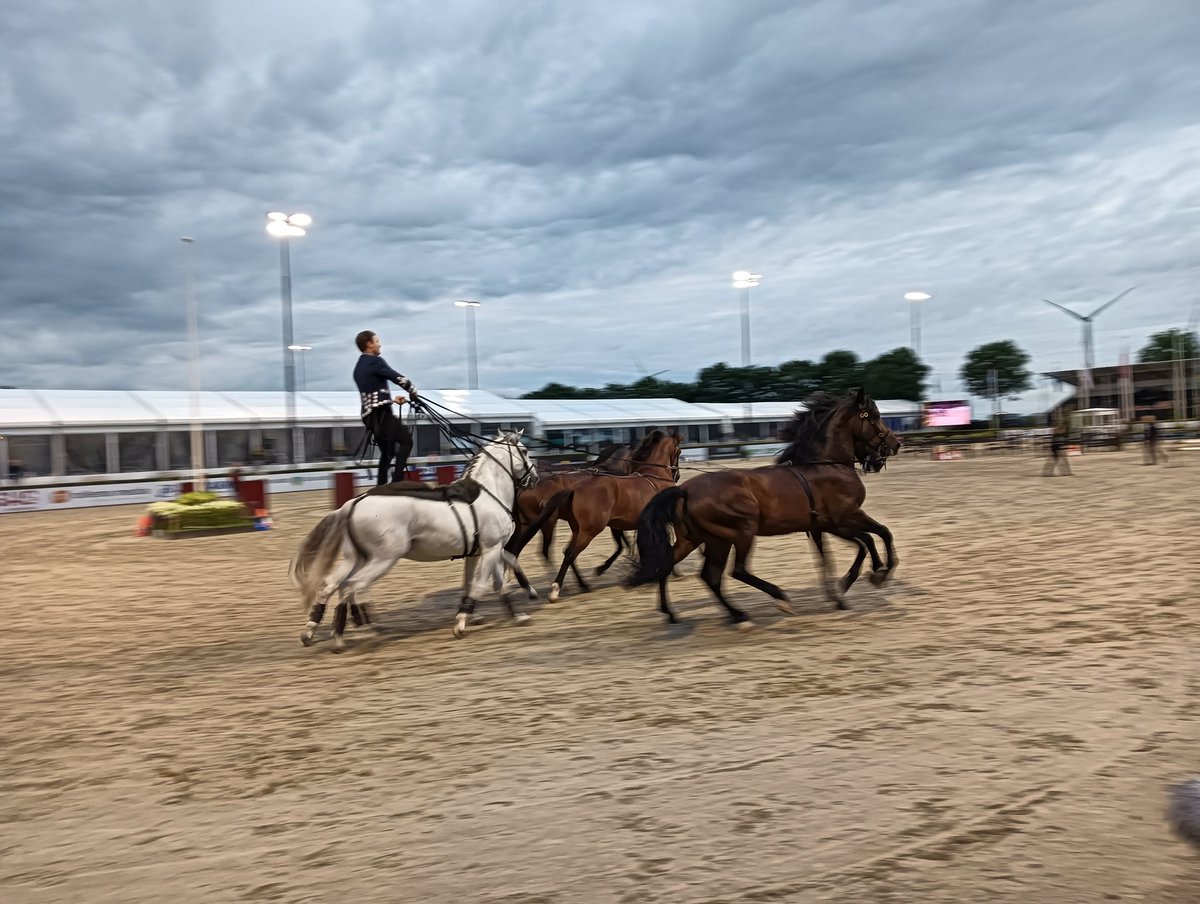 Emsland73's tweet image. Springen met 6 paarden tegelijkertijd en ook nog eens kruislings 
De Fransman Lauri Tisseur kan dat. Zelfs zonder leidsels en hoofdstel blijven de paarden strak naast hem galopperen en een hindernis springen #CSIOmmen #LauryTisseur