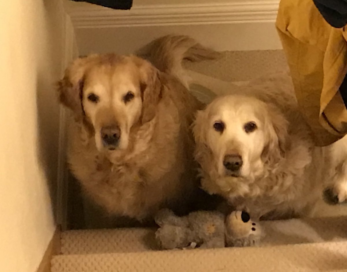 Williams2005A's tweet photo. Georgie and Rosie together again. RIP https://t.co/JwAysei0lL