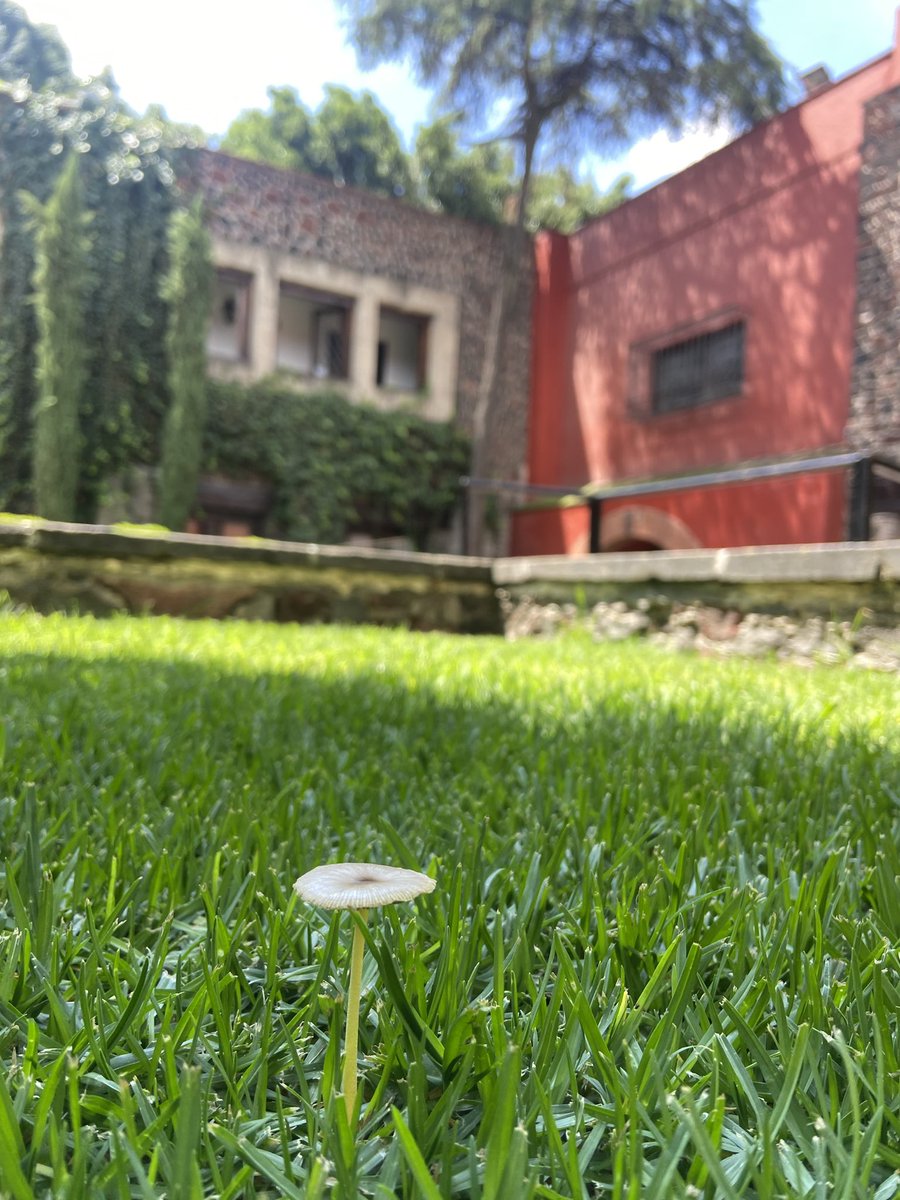 Monserrat Rosas tweet media