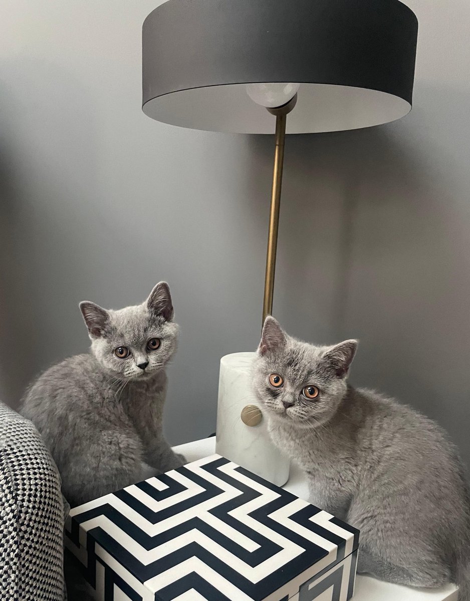 Dr Katie Sambrooks (@katiesambrooks) on Twitter photo Out of office on. Now time to play with these two before heading to <a href="/BSTHydePark/">BST Hyde Park</a> for <a href="/MorganWallen/">morgan wallen</a> tomorrow š¤ Out of office on. Now time to play with these two before heading to <a href="/BSTHydePark/">BST Hyde Park</a> for <a href="/MorganWallen/">morgan wallen</a> tomorrow š¤