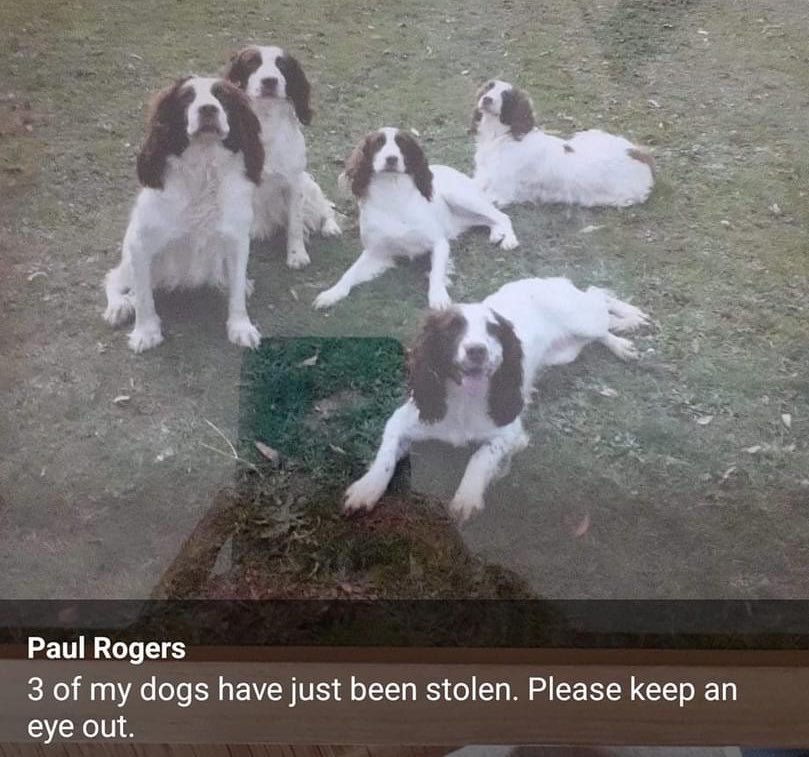 Stolen&Missing Pets tweet media