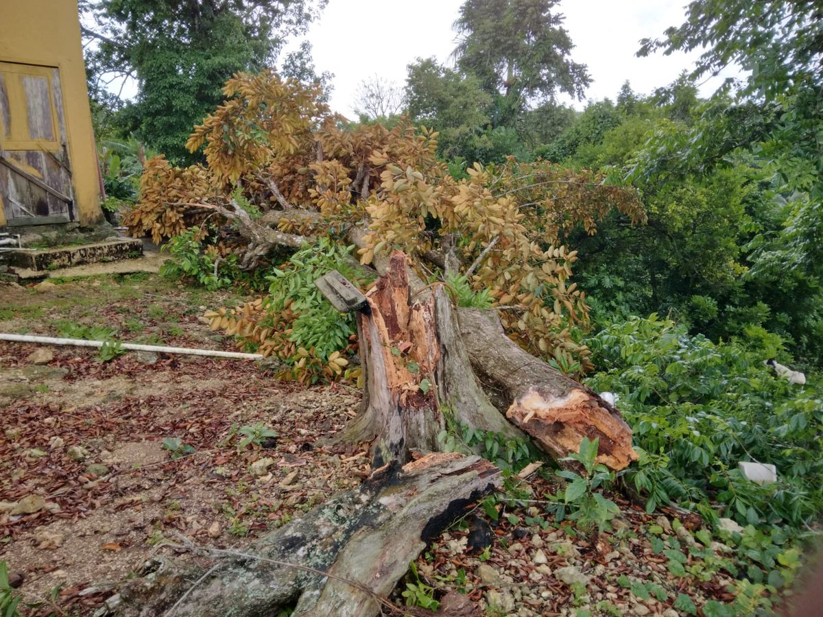 thesherylralph's tweet photo. I know God is in the blessing business because this tree in front of Miss Mays house was just blown down by hurricane Beryl and just missed her house!!! so I am thanking God because that would’ve been a disaster! To all of my praying people, Keep it up!! https://t.co/psrI5PT1iG