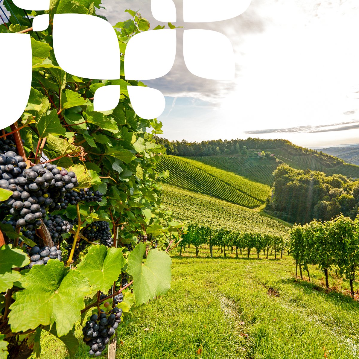 aepla_asoc's tweet photo. A pesar de los retos a los que deberá enfrentarse en el futuro, nuestro sector agroalimentario es la industria con mayor peso económico de nuestro país.

Además, es un auténtico referente de calidad a nivel internacional 🌍💚

#SinTiNoSoyNada https://t.co/EcHcZq6eeX