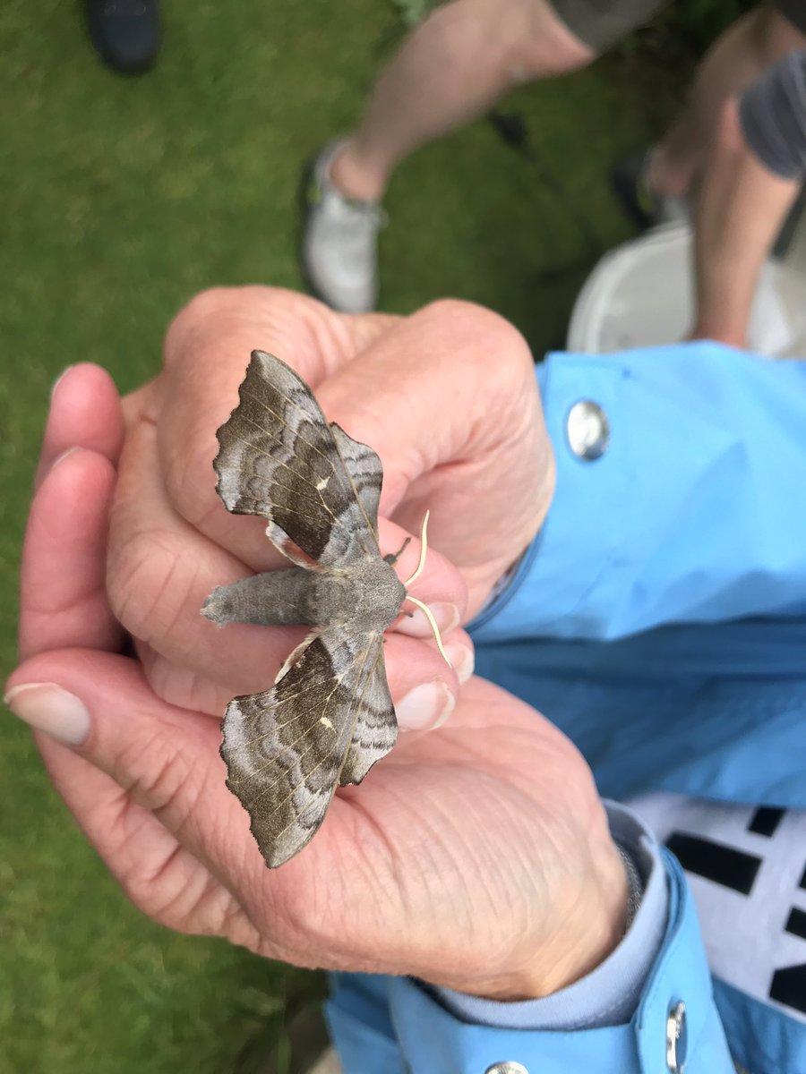 On our seven Walking Festival walks we met some great people and saw some wonderful wildlife, including this fantastic Poplar Hawk Moth. One wildlife gardens walk finished at the home of Aidan Smith, who trapped this beauty (he has previously caught 545 different species there!).