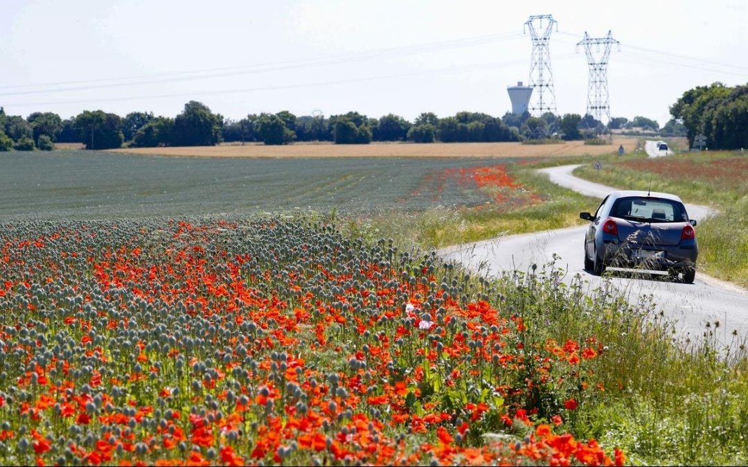 SebTouslas's tweet image. C'est une culture taboue mais bien visible. Début juin dans l'Aunis, près de La Rochelle, de vastes champs de fleurs blanches sont apparus. De quoi s'agit-il ? On vous explique dans @SO_LaRochelle ⬇️⬇️
sudouest.fr/economie/agric…