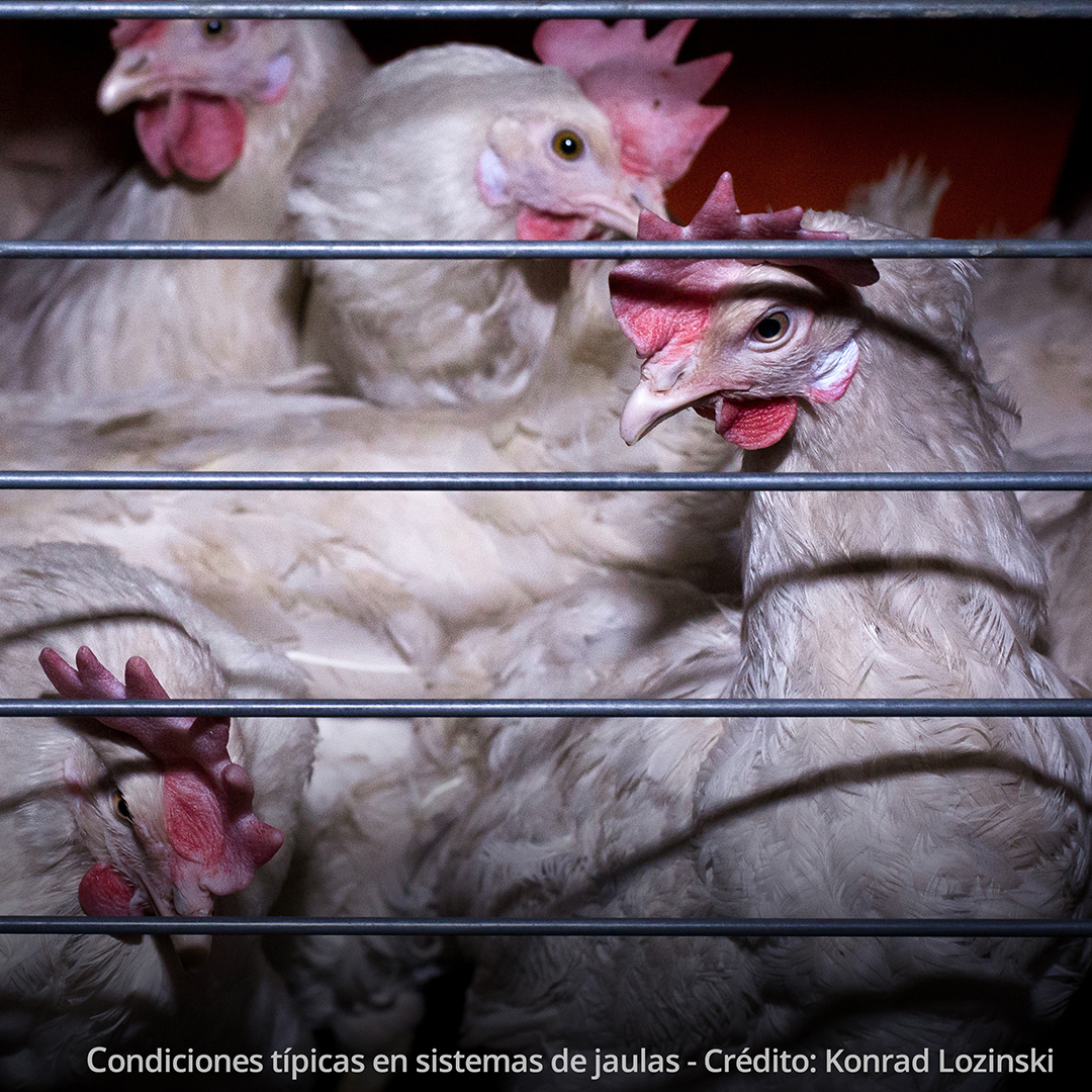 La crianza del pollo convencional sucede en espacios muy reducidos y estresantes provocando el despique de las aves por sus cuidadores.

#airesdecampo #buenosdeorigen #pollos #orgánicos