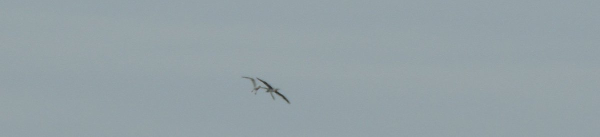 wildlife_devon's tweet photo. Photos of Red Footed Booby, taken 5 p.m. yesterday, Sidmouth seafront, off Bedford Hotel https://t.co/uysBSeQgaO