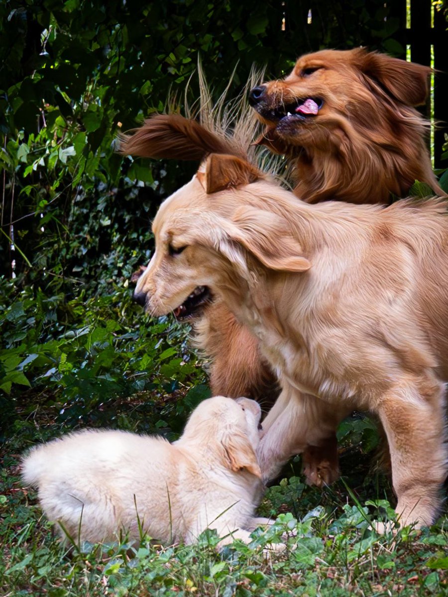 TheGoldenRatio4's tweet photo. They may be representative of sisters everywhere... https://t.co/VmHgWarm3C