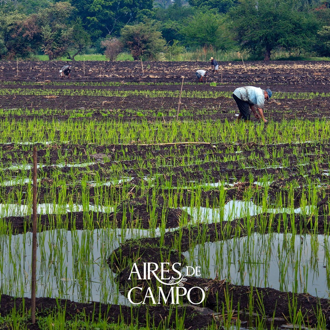 5 razones que vuelven un alimento orgánico: Es cultivado sin el uso de pesticidas, fertilizantes sintéticos, irradiaciones, estimulantes de crecimiento ni antibióticos.

#airesdecampo #buenosdeorigen #pollos #orgánicos