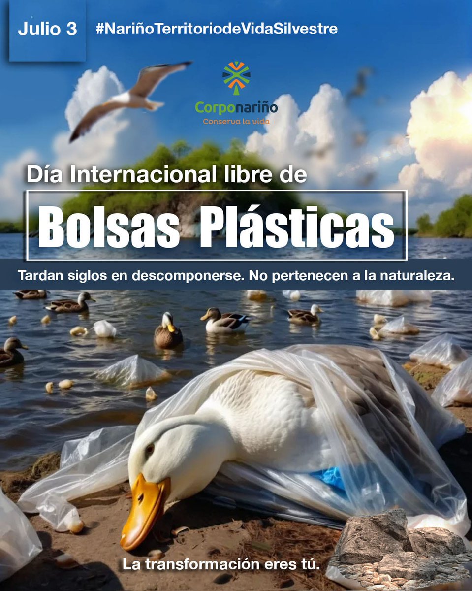 La mayoría no se reutiliza, ni se recicla, terminando en basureros o en el mar, afectando gravemente la vida y el ambiente. Estas bolsas pueden tardar entre 100 y 1000 años en degradarse completamente. Optemos por alternativas reutilizables y biodegradables.