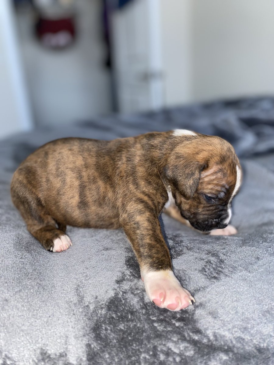 BigHomieDevo's tweet photo. Puppy #1 4 SALE !! DM ME https://t.co/jCvmXmrKzF