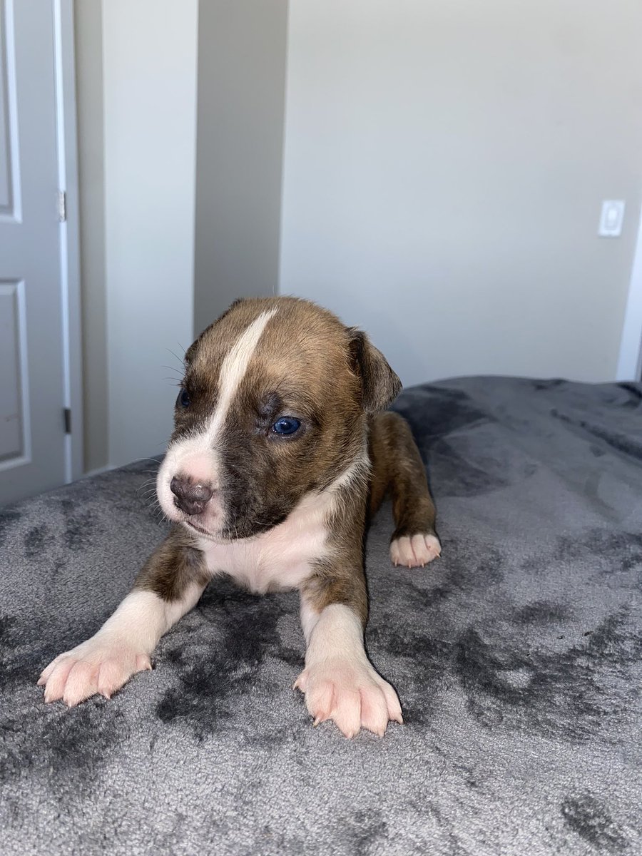 BigHomieDevo's tweet photo. Puppy #1 4 SALE !! DM ME https://t.co/jCvmXmrKzF