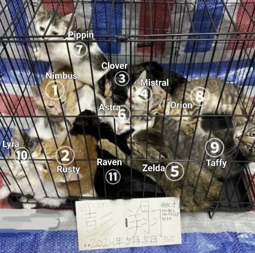 multivitamine5's tweet photo. One of the most vile cat torture I’ve had to deal with. Everyday in #China cats are going through hell, the suffering of defenceless is monetized and sold on external websites. China needs animal protection law, otherwise psychopatic acts will only increase.
#StopChinaCatTorture https://t.co/fCenHKXR9t