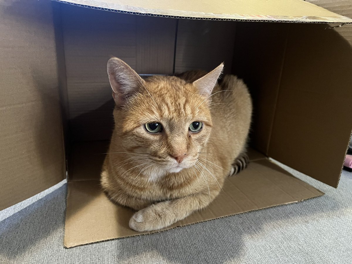 catbecket's tweet photo. @caitiedelaney Billy was diagnosed with cancer in February but we recently learned he does not have it and the mass they found in his lungs has disappeared 🥹 https://t.co/zoOzJYOk9N