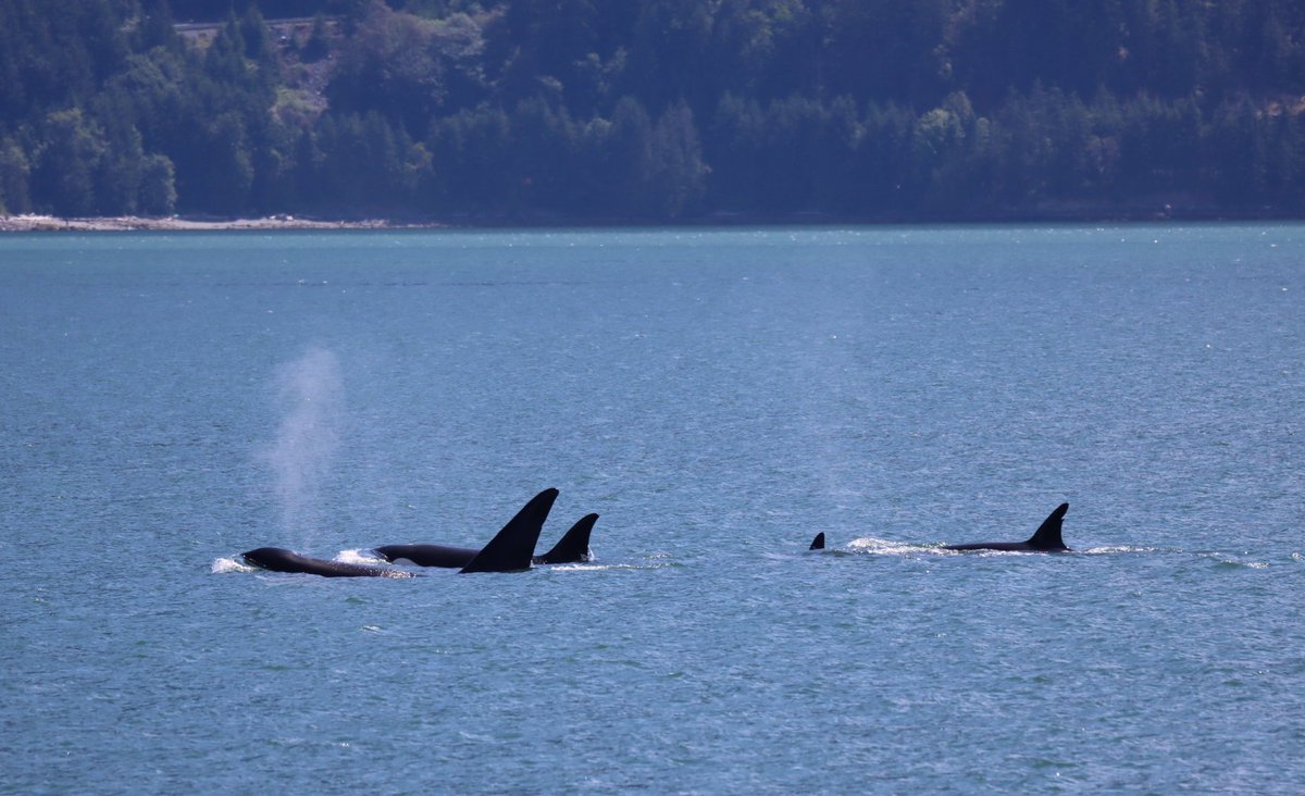 Dream come true. 🙏

#whalewatching #killerwhale #orca #vancouver #canada #britishcolumbia