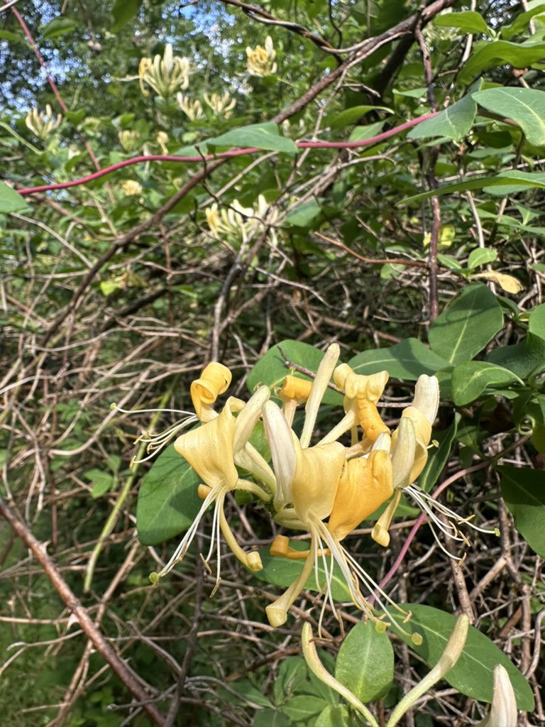 Nothing sums up summer better than the scent of honeysuckle in a sunlit wood (Lynchmere Common).