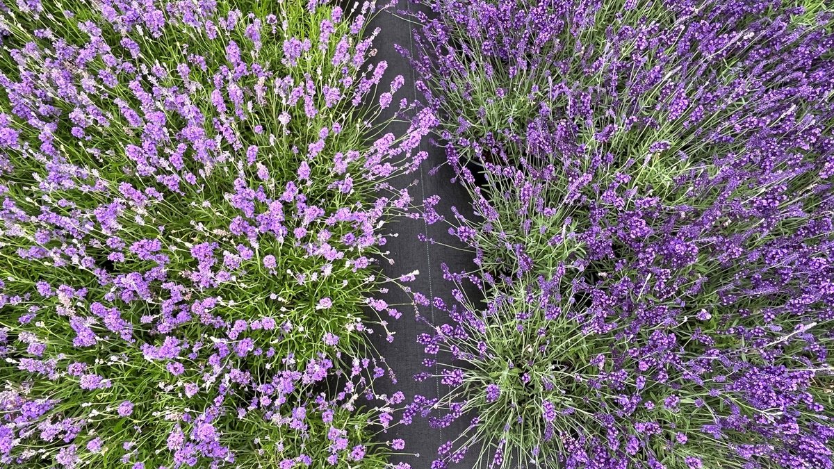 TamarNurseries's tweet photo. Lavandula Munstead &amp; Hidcote are both types of English lavender. Hidcote flowers are tightly packed and darker whereas Munstead flowers lighter and looser. Both are great for bringing an aromatic touch to your garden, why not use them as a border or even as a low level hedge. https://t.co/NPsrbljZn4