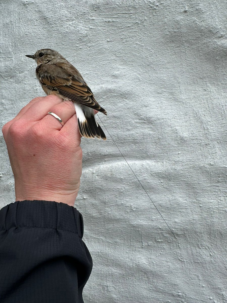 Calf of Man Bird Observatory tweet media