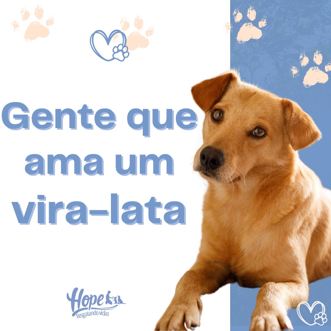 abrigo_hope's tweet image. Os cachorrinhos sem raça definida são companheiros leais e amorosos. Quem aí  também ama um vira-lata? ❤