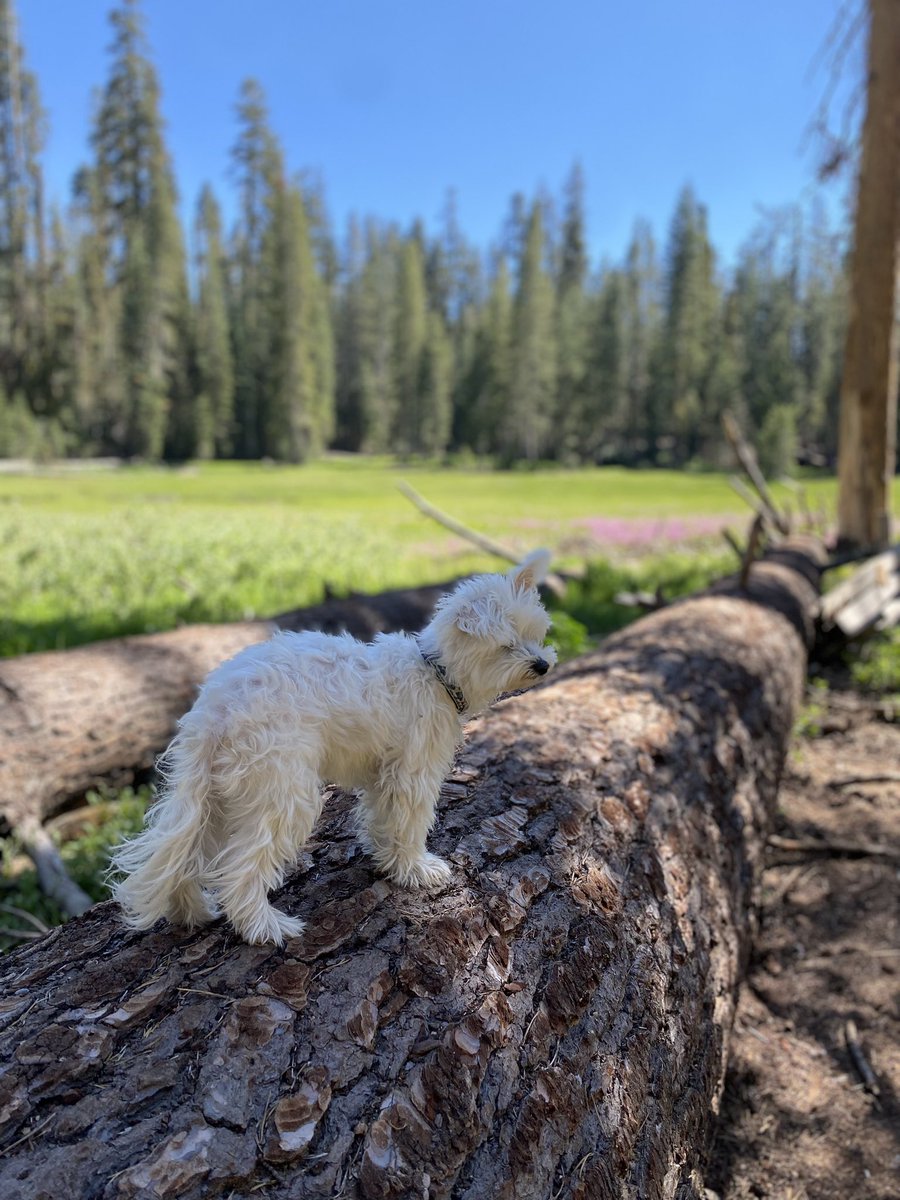 Road trip fun 🌞⛰️🐩