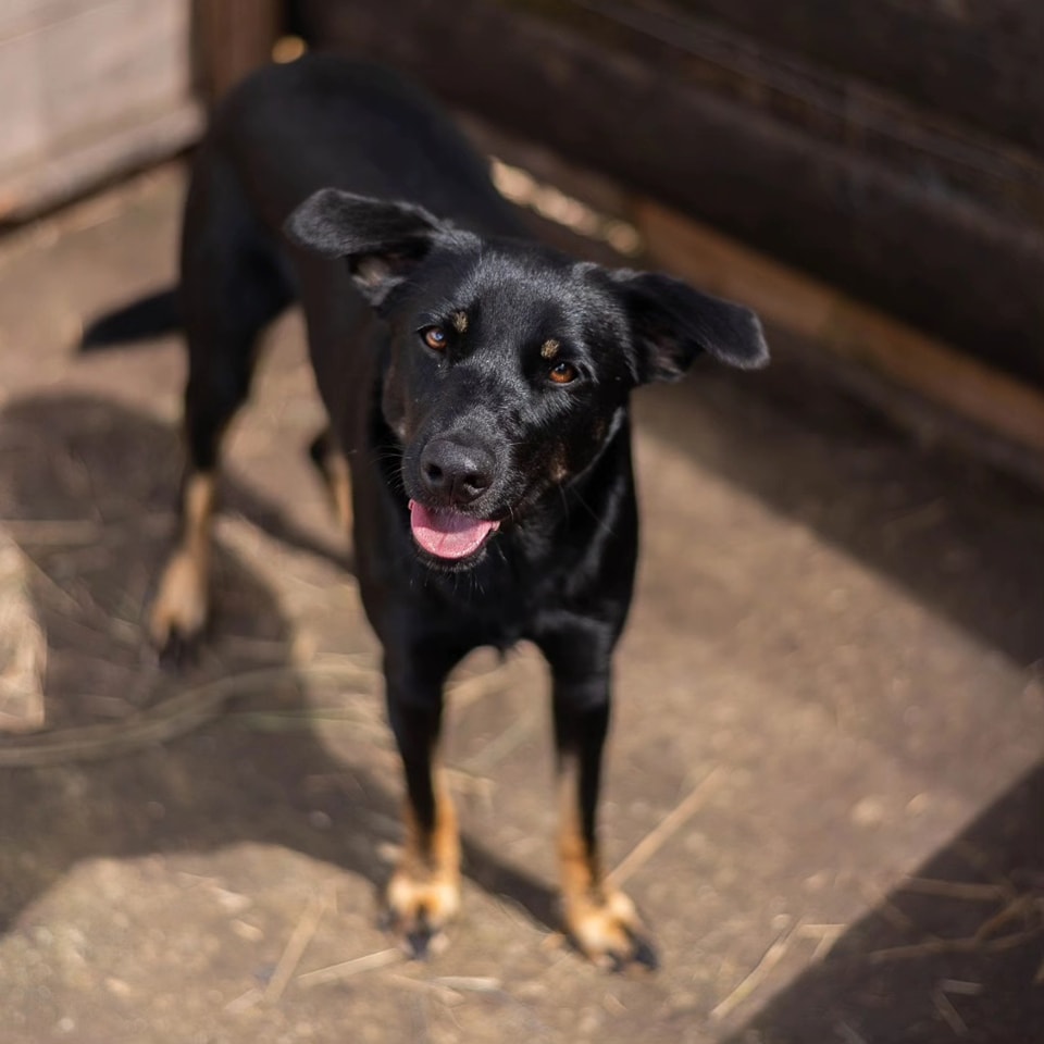 caogonhal's tweet image. Congonhal/MG

Pega o brilho do pelo da Juma! Tá melhor do que o nosso cabelo, né?😅

Essa menina linda ainda não encontrou um bom lar. É super amorosa, dócil e sociável.

Castrada
Vacinada
Vermifugada
Porte médio

Contato via whatsapp 35998894434 para entrevista de adoção