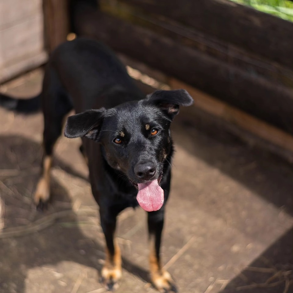 caogonhal's tweet image. Congonhal/MG

Pega o brilho do pelo da Juma! Tá melhor do que o nosso cabelo, né?😅

Essa menina linda ainda não encontrou um bom lar. É super amorosa, dócil e sociável.

Castrada
Vacinada
Vermifugada
Porte médio

Contato via whatsapp 35998894434 para entrevista de adoção