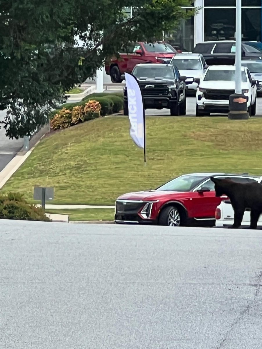 GAFollowers's tweet photo. A black bear was sighted in COBB COUNTY near the Braves' Stadium earlier this morning. 😮😮😮 https://t.co/mpMMnBsiZG
